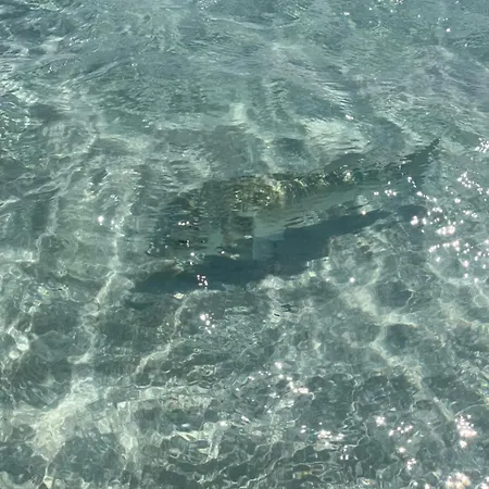 Tuffarsi Nel Paradiso Villasimius